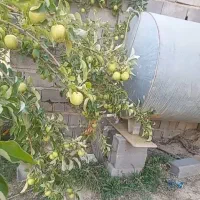 زمین ۳۱۶ متر لزیرک لاریجان|فروش زمین و ملک کلنگی|رینه, |دیوار