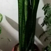گل سانسوریا
