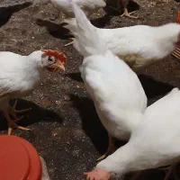 مرغ خروس ماشینی