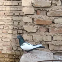 دوکت سفید|حراج|فسا, |دیوار