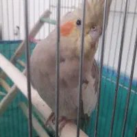 عروس هلندی