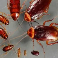 سمپاشی سوسک وساس صدرصدتضمینی سم پاشی در یک مرحله