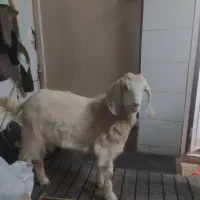 بزغاله ۱۰ماهه ۱۸کیلویی