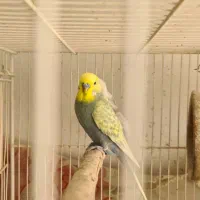 مرغ عشق انگلیسی و پروانه ای