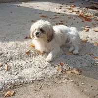 دو عدد سگ یک عدد شیتزو ماده و یک عدد سگ نگهبان نر|سگ|شاهین دژ, |دیوار