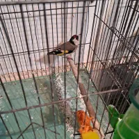 سهره نر پیام بدین بتون بگم