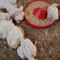 مرغ گوشتی کوچک ارزان قیمت