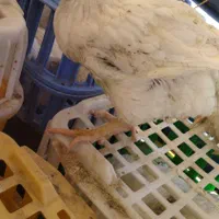 مرغ گوشتی|حیوانات مزرعه|نقده, |دیوار