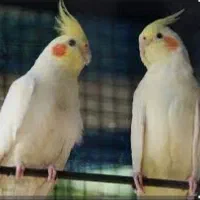 فروش عروس هلندی