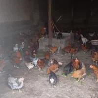 مرغ خروس محلی