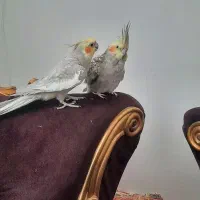 عروس هلندی جفت دستی وسخنگو