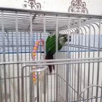 فروش راهب گرینچیک عروس هلندی کوتوله