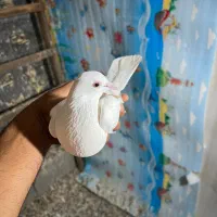 کبوتر پتی والا