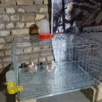 قفس کبوتر بزرگ|لوازم جانبی حیوانات|سردشت, |دیوار