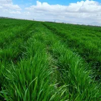 زمین کشاوری اجاره میکنم اجاره زمین کشاورزی