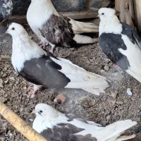 مرغ خروس،برهما،لاری،ابریشمی لهستانی بوقلمون غوقاز|پرنده|گرگان, |دیوار