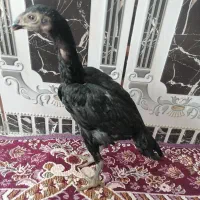 3 عدد جوجه فروشی|حیوانات مزرعه|سراوان, |دیوار