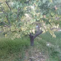 باغچه-4دیواری-200متری-نقلی-لوکیشن-برند