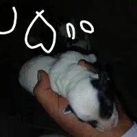 توله پاکوتاه شیتزو