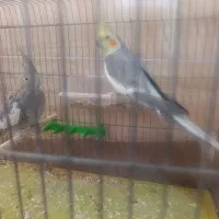 عروس هلندی جفت|پرنده|سیرجان, |دیوار