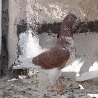 پشت سبز کاکلی سرخ سینماش گرفتنی|پرنده|قم, آزادگان|دیوار