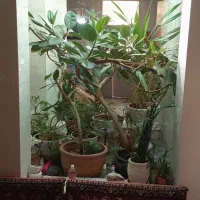 منزل ویلایی/قابل‌ سکونت/بازسازی شده/شهرک بهشتی|فروش خانه و ویلا|شیراز, شهرک بهشتی|دیوار