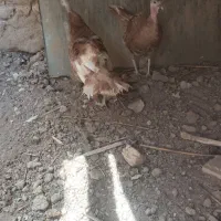 ۲تا بوقلمون ماده|حیوانات مزرعه|تاکستان, |دیوار