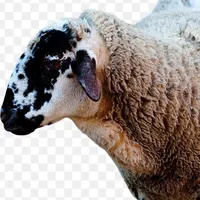 یک عدد گوسفند گمشده