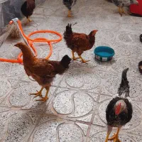 مرغ و خروس