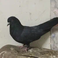 نر و ماده اصفهانی|پرنده|برخوار, |دیوار