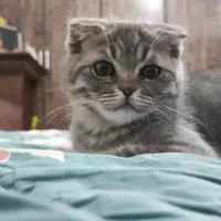 گربه وارداتی میکس پرشین بریتیش|گربه|رفسنجان, |دیوار