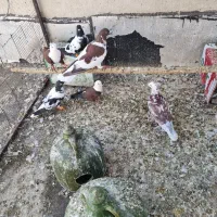 کبوتر شهرستانی نروماده|پرنده|تهران, سبلان (لشگر)|دیوار