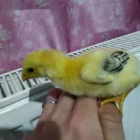 جوجه لاری ۶ عدد