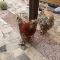 مرغ و خروس لهستانی