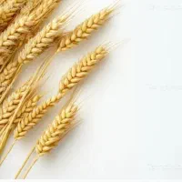 کاه گندم و کاه جو