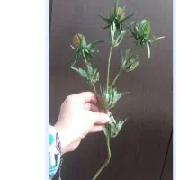 گل مصنوعی|گل مصنوعی|اهواز, شهرک برق|دیوار