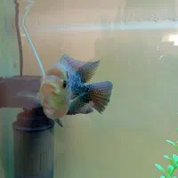 فلاور باکس|ماهی|سنندج, |دیوار