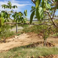 زمین باغی سپیدان|فروش دفتر صنعتی، کشاورزی، تجاری|سپیدان, |دیوار