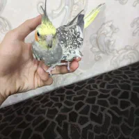 پرنده عروس هلندی سخنگو