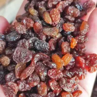 کشمش پلویی کارتن حدود ۹ کیلویی