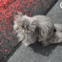 پرشین سوپر فلت