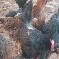 مرغ محلی جوان|حیوانات مزرعه|قم, چهار امامزاده|دیوار