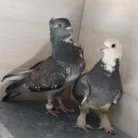 یک جفت کفتر طوقی بلژیکی شازده پلاکی مسافت ی