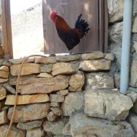 مرغ وخروس محلی وگلین