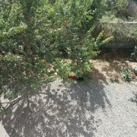 خانه وزمین مسکونی