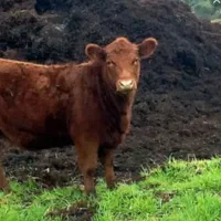 فروش و حمل کود حیوانی