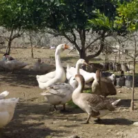 قوغازلیندا|حیوانات مزرعه|ساری, |دیوار