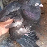 سیاه آبادانی