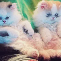 پرشین سوپر فلت نر و ماده