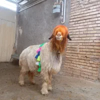 فروش میش و شیشک عروسک .بختیاری.